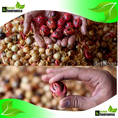 

Biji Buah Pala Basah fresh 1 kg fresh kualitas unggul