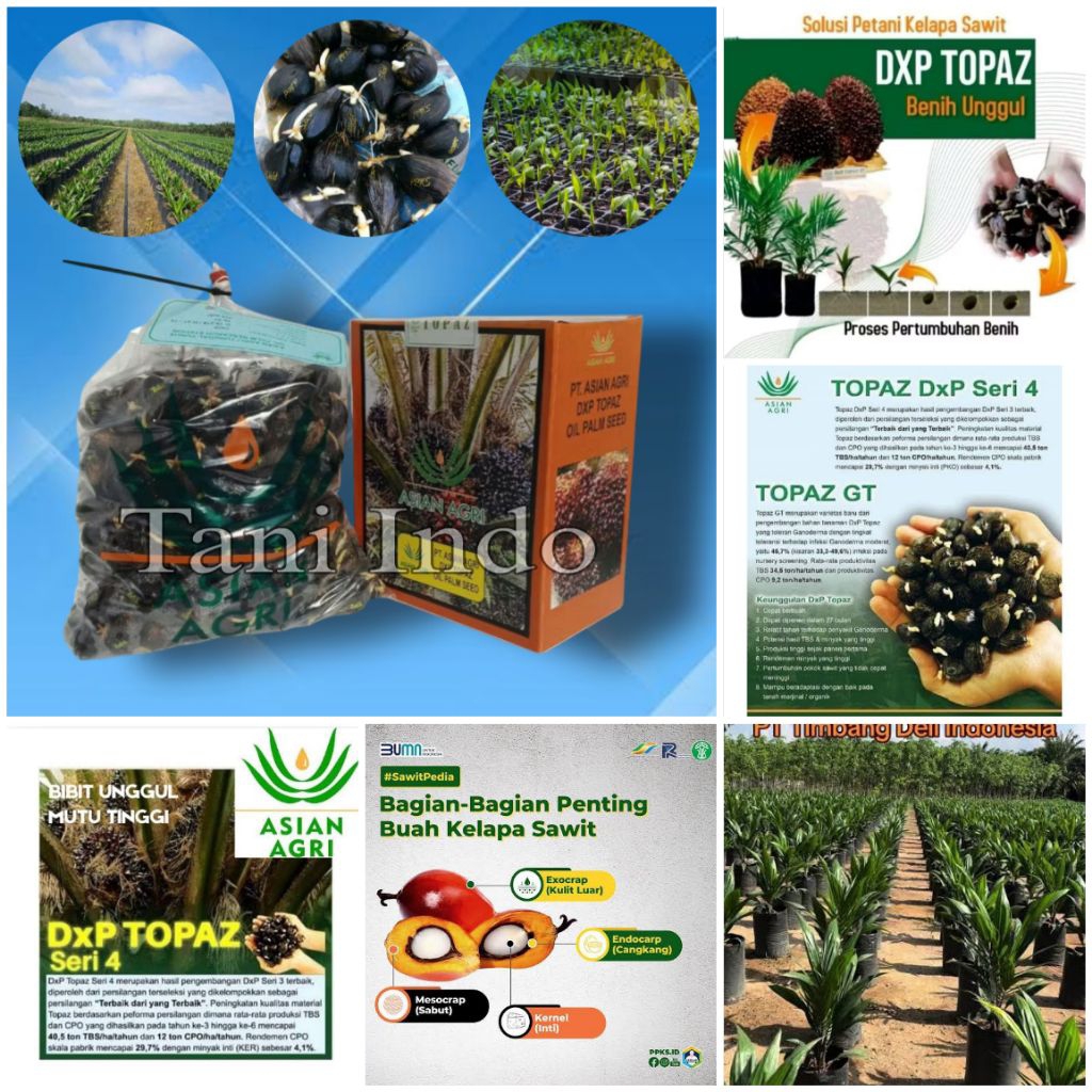 bibit kecambah kelapa sawit unggul topaz bersertifikat