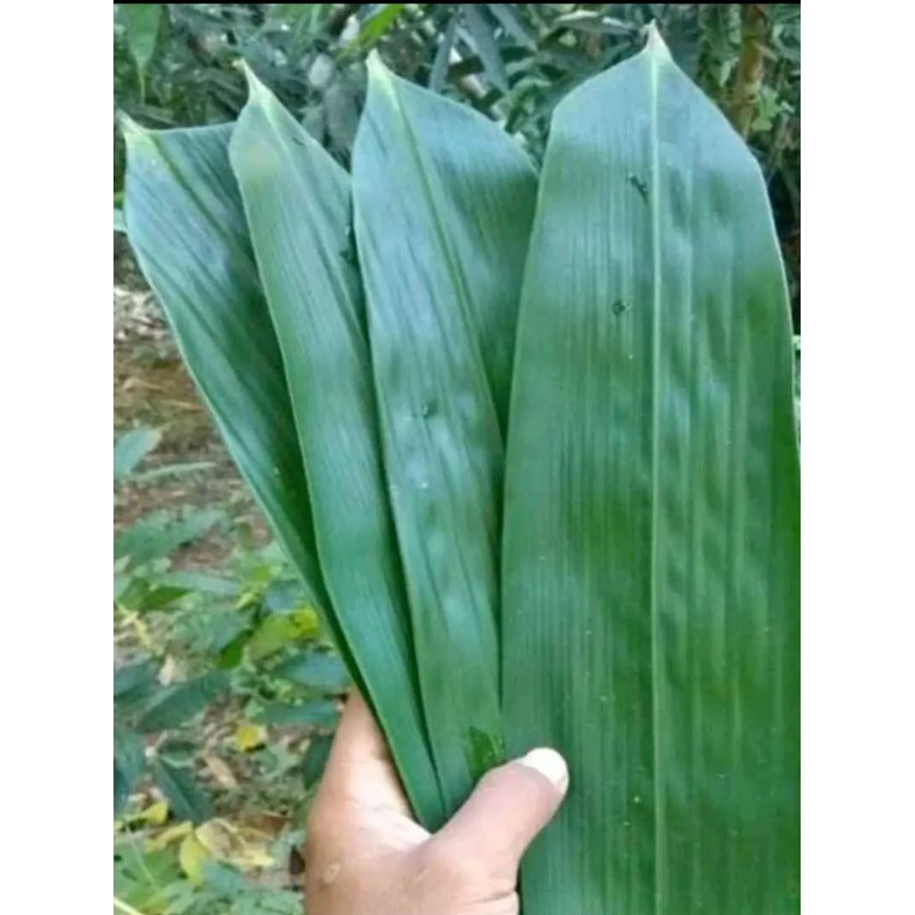 

100lmbar daun bambu besar bhan bungkus bacang