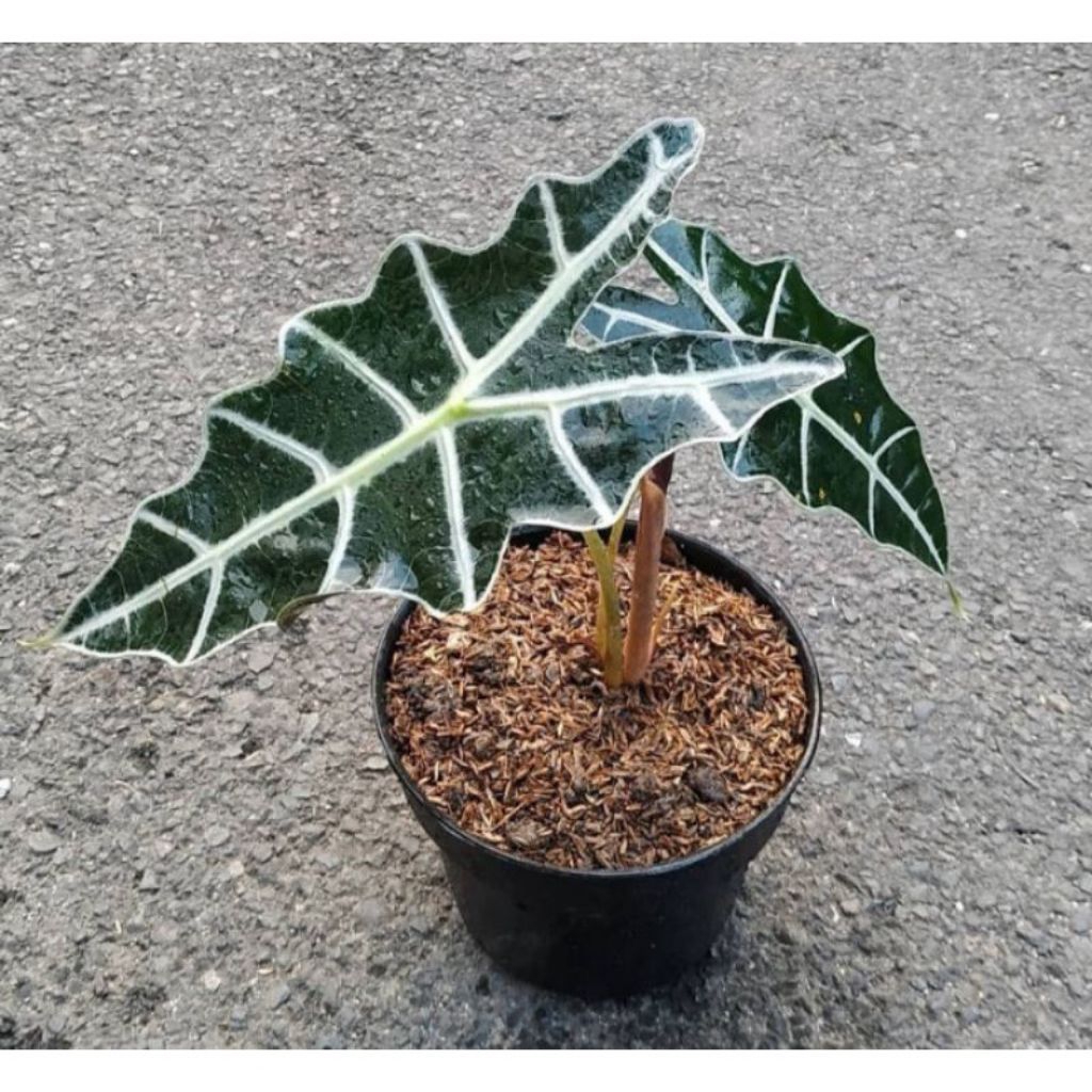 Tanaman Hias AlocasIA Amazon - AIR mata Bunda