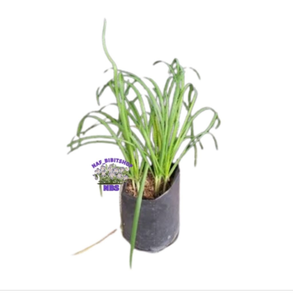 Bibit Kucai Aromatik Masakan Siap Tanam