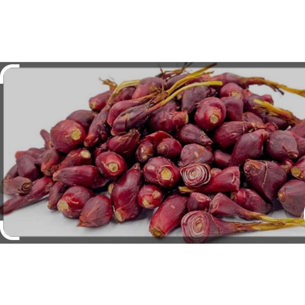 

bawang Dayak tanpa daun 500gr