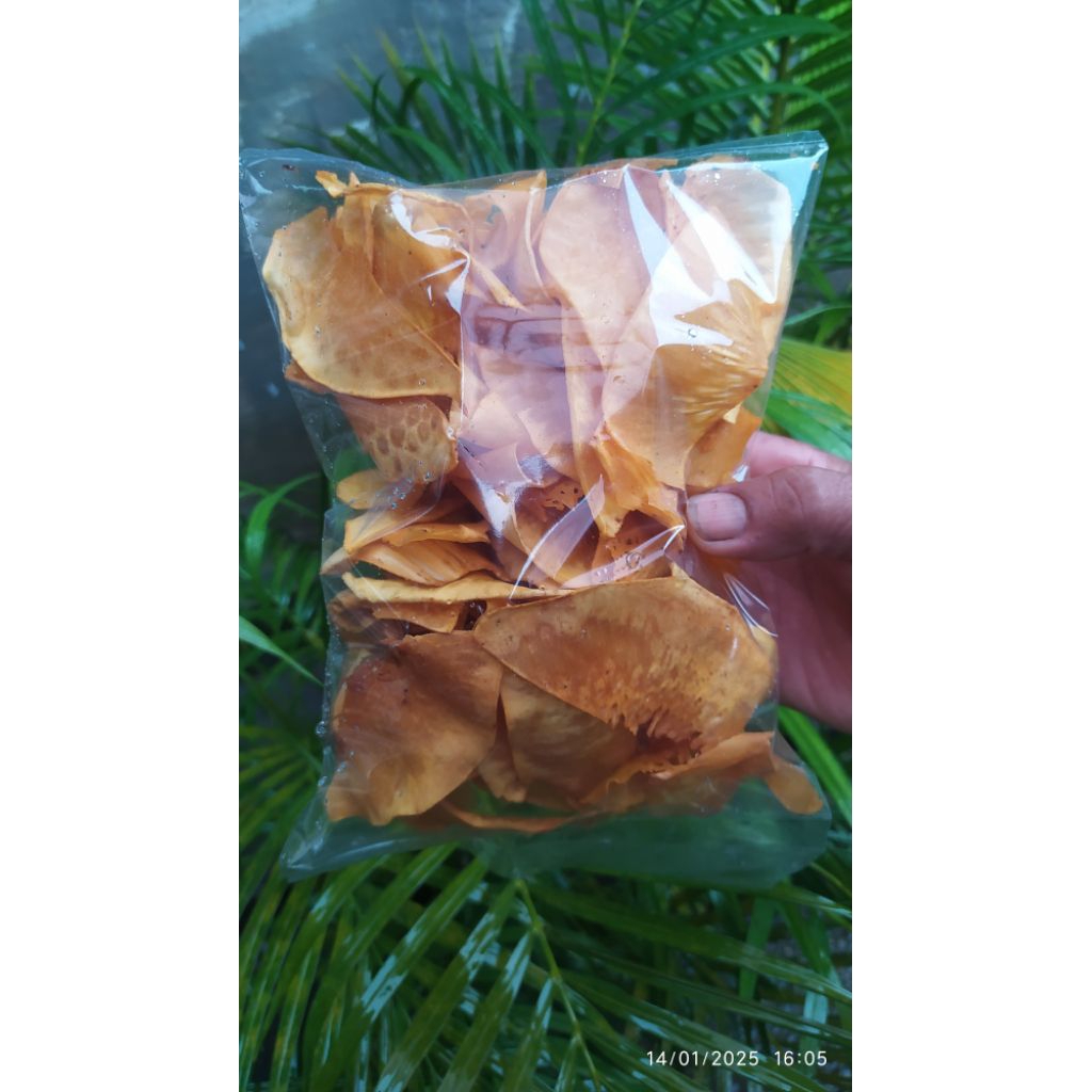 

krpek sukun asli matang pohon