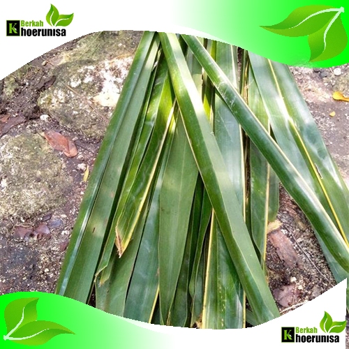 

Daun Pelapah kelapa tua per 1 kg masih fresh