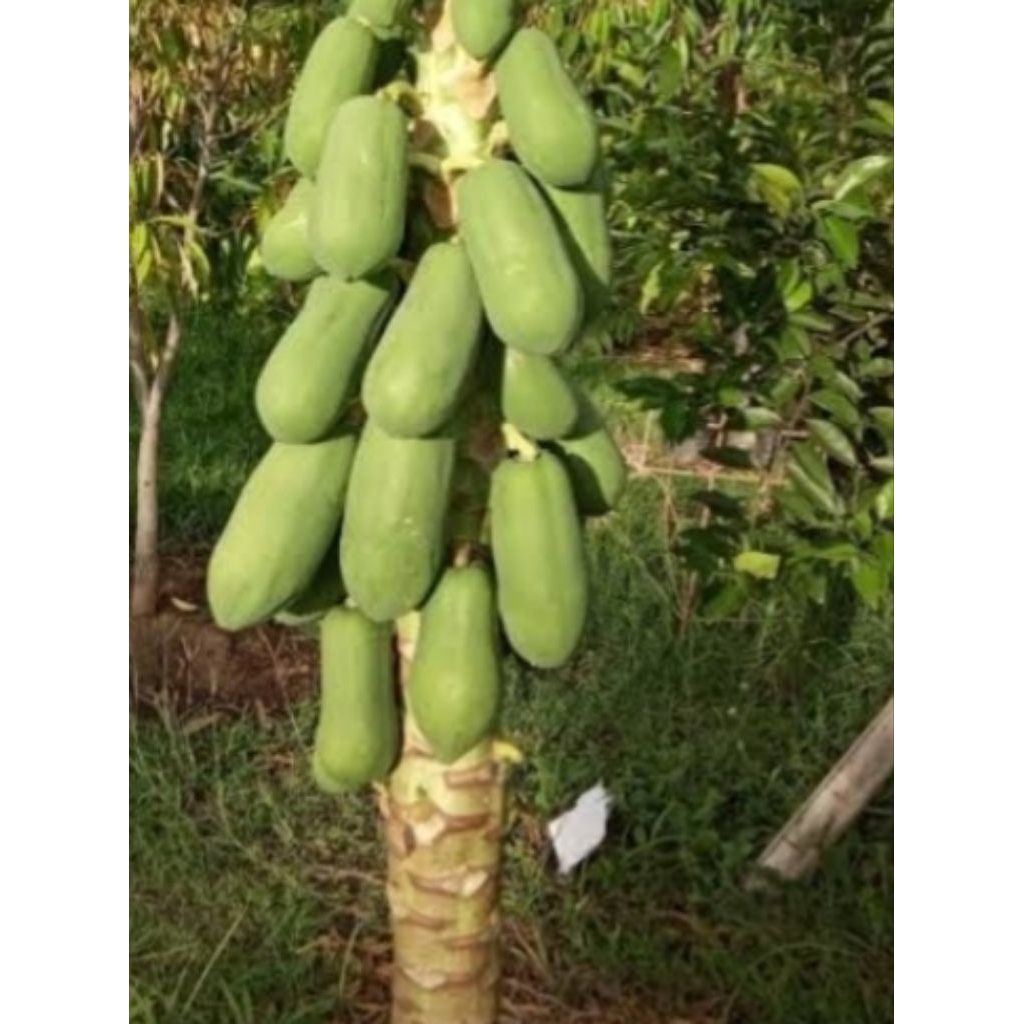 

Pepaya muda mentah , pepaya sayur 1 buah
