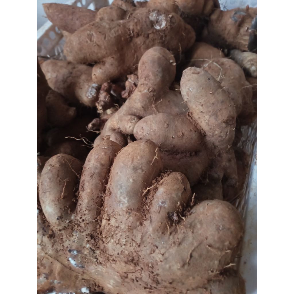 

umbi gembili ketan segar dadakan panen 1 kg