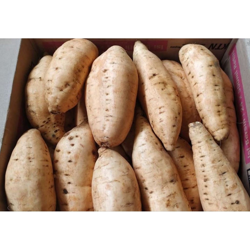 

Ubi Cilembu Madu Asli Manis Legit Fresh 500gram Mentah – Ubi Oven/Bakar Khas Jawa Barat