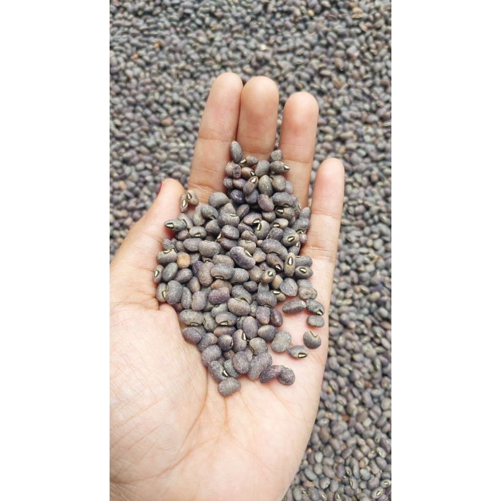 

KACANG TOLO/LOTO MENTAH MURAH KUALITAS PALING BAGUS KACANG KROTOK