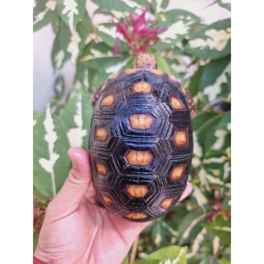 KURA CHERRY HEAD 11 CM