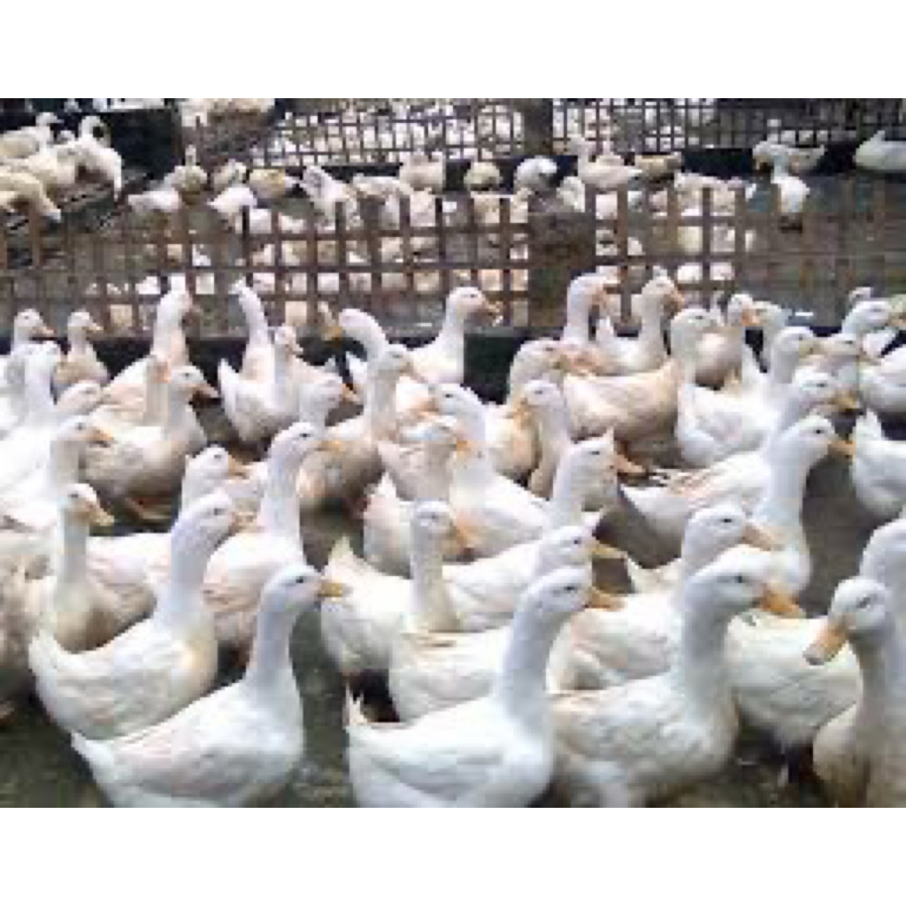 TELUR FERTIL BEBEK PEKING UNTUK DITETASKAN