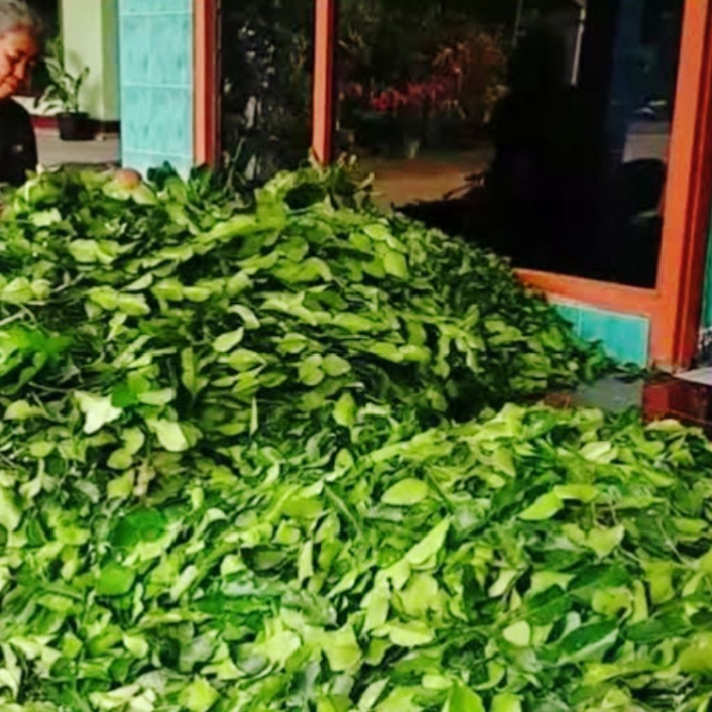 jeruk purut daun jeruk purut segar rempah bumbu dapur bumbu masak bumbu sambal pecel petik kebun 50g