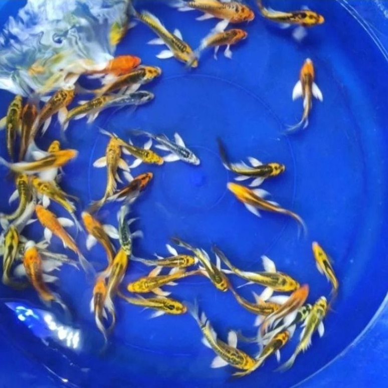 Ikan Hias Koi Metalic Slayer / Ikan Koi Metalic Kumpay / Ikan Kolam / Ikan Hias Air Tawar