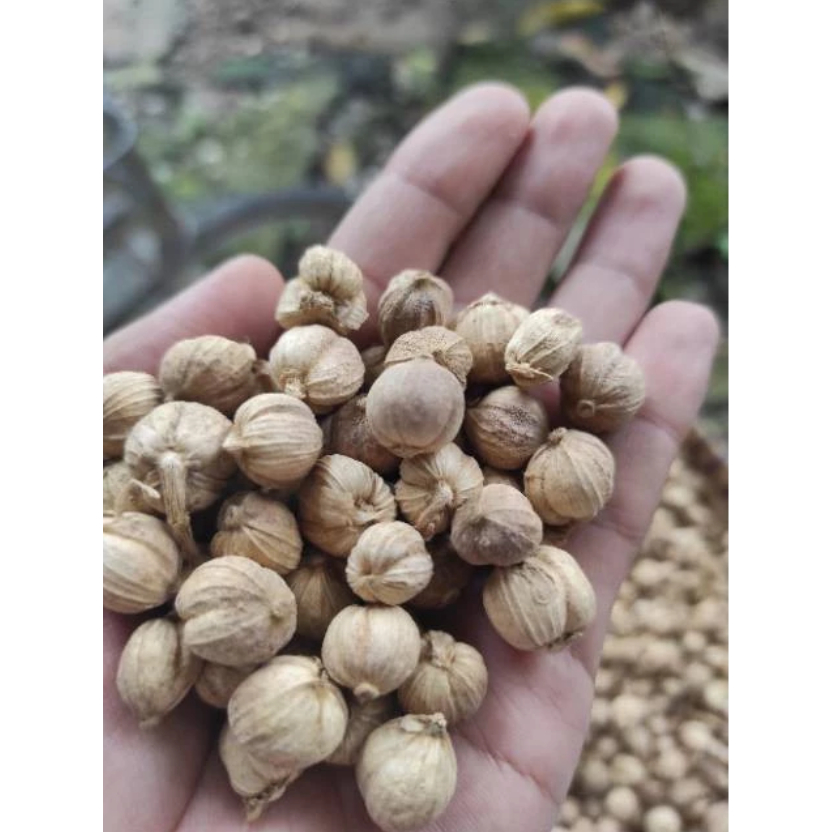 

Kapulaga Putih 1000Gram / kapolaga / kapol / cardamom Jawa / Kering sempurna sinar matahari