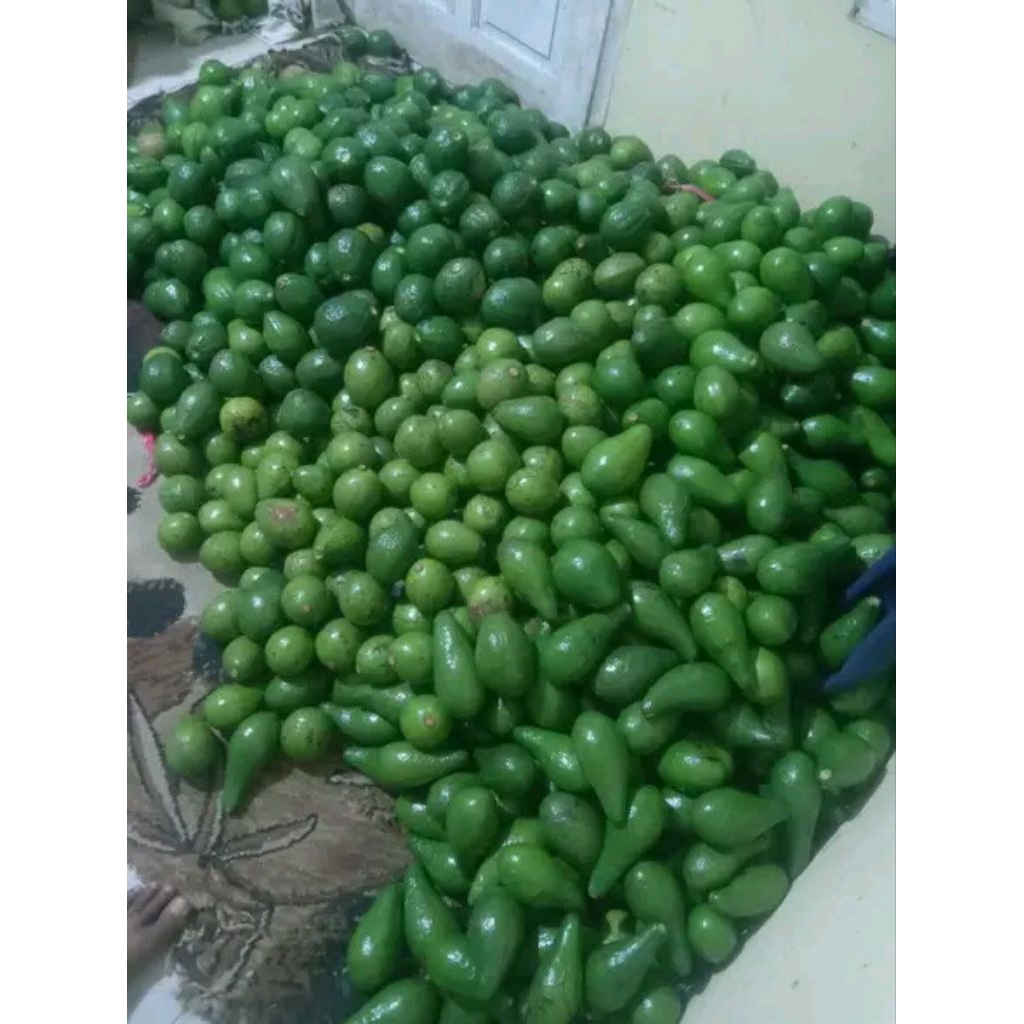 

Alpukat mentega besar 1kg isi 4-6