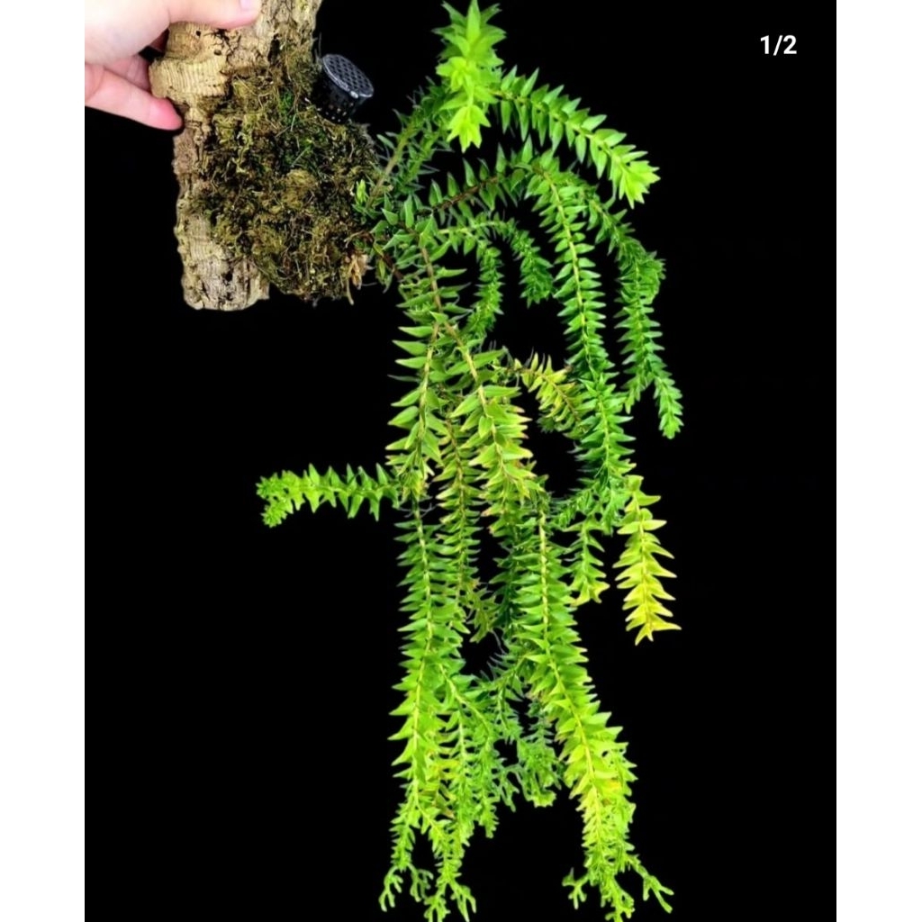 Tanaman Hias Kumpay gantung