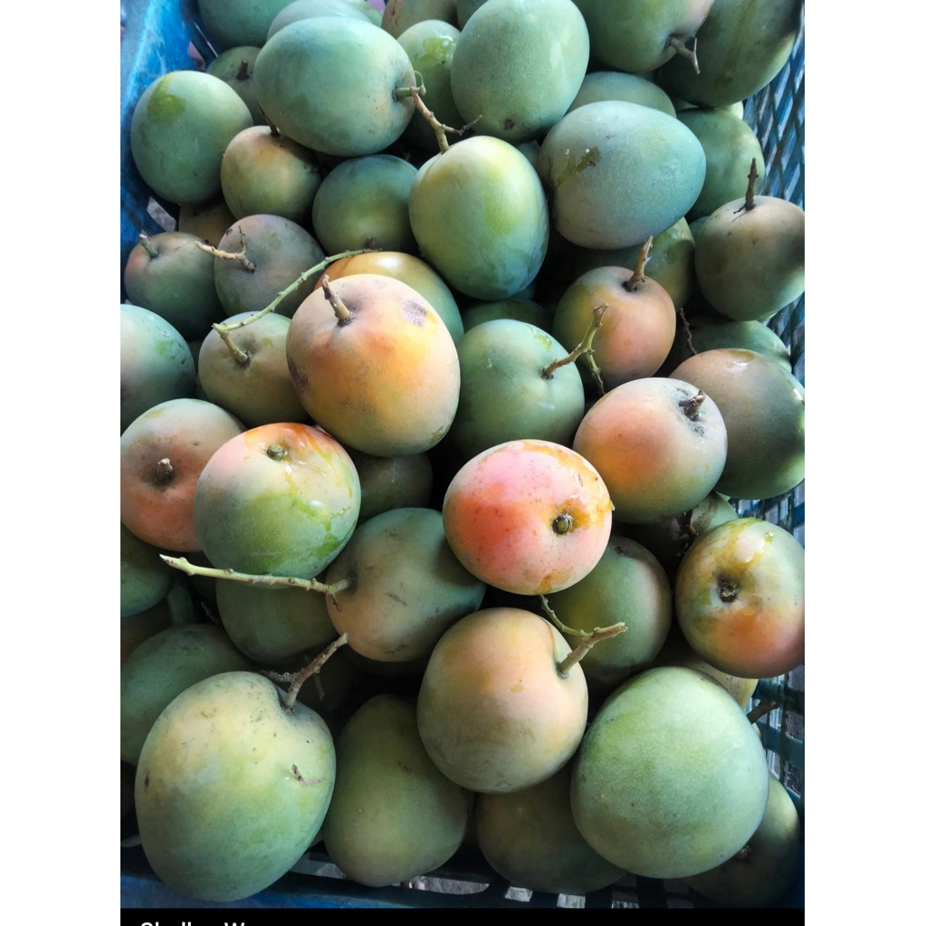 

MANGGA GEDONG GINCU KHAS INDRAMAYU (Manis asem segar)