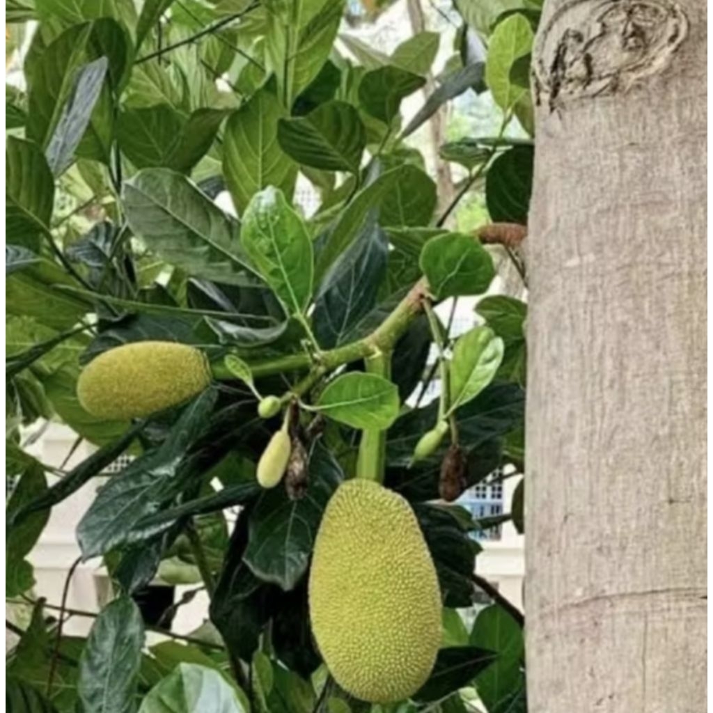 

jual buah/babal nangka/pentil nangka