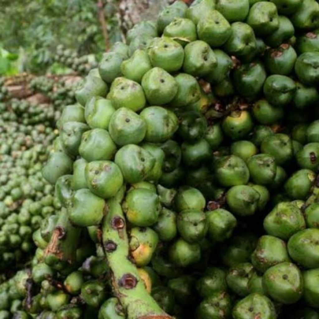 

buah aren segar kolang kaling utuh 1 kg