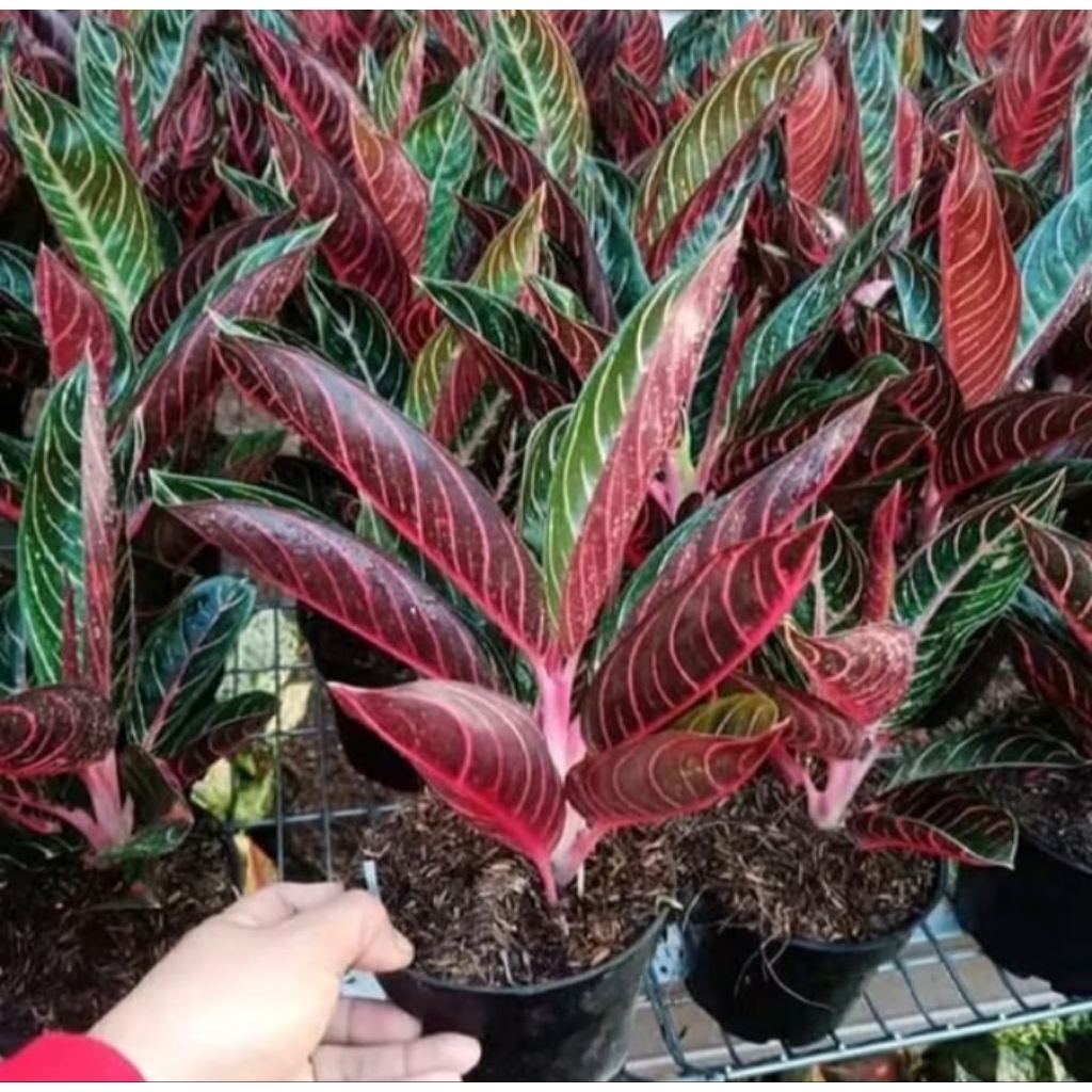 Aglonema Red Sumatra Termurah/tanaman hias aglonema murah