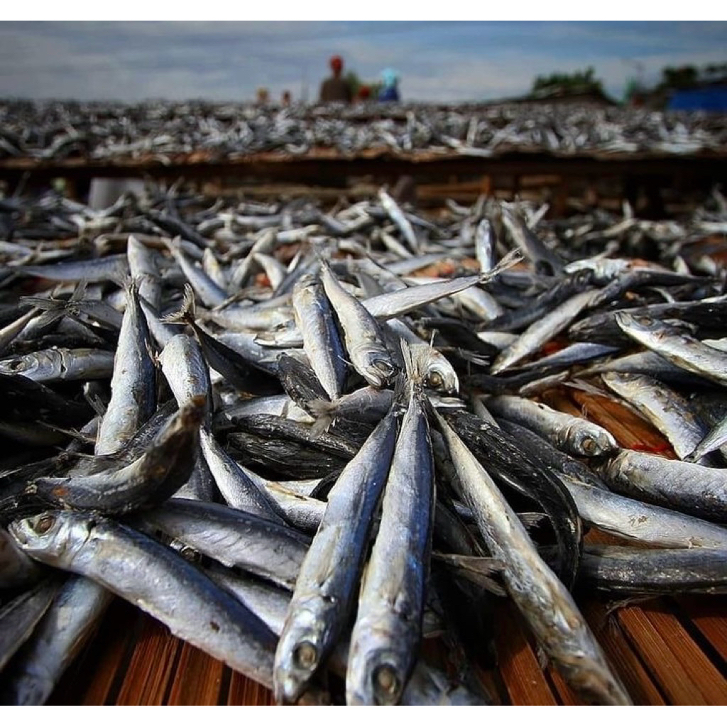 

Ikan Asin Layang ( 1Kg )