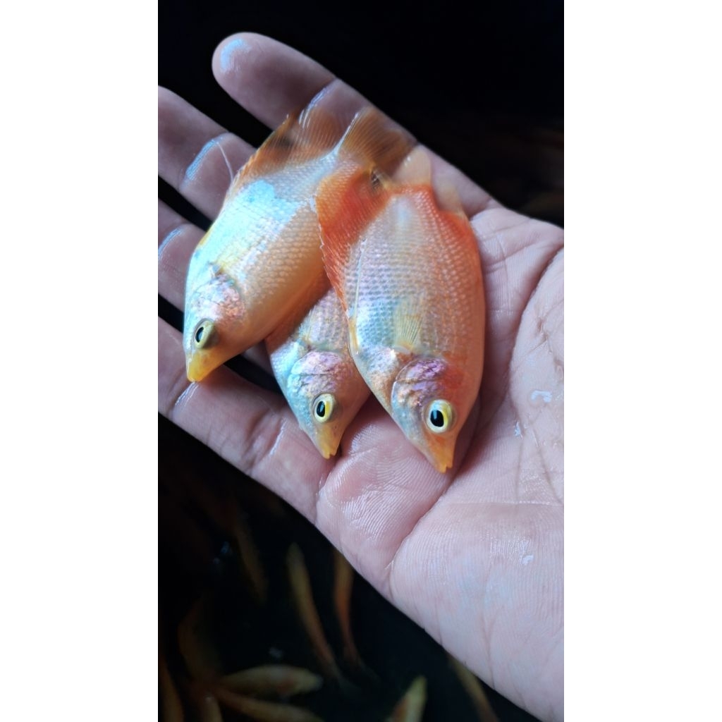 Bibit Gurame Albino/Padang Kwalitas Ngorek Kayu Paketan 6 Ekor