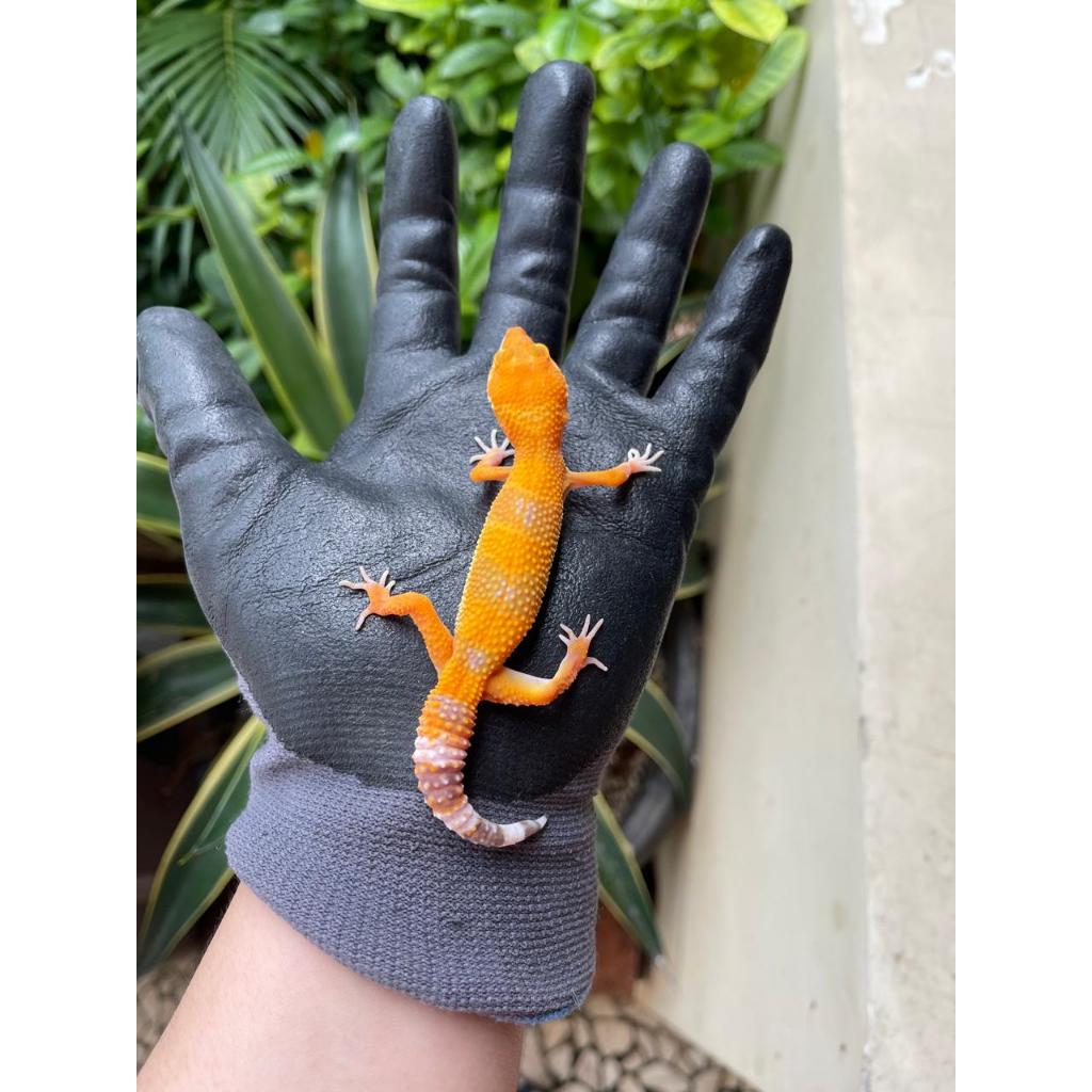 GECKO MINUSAN EKOR BENGKOK, KAKI BENGKOK MBD DLL