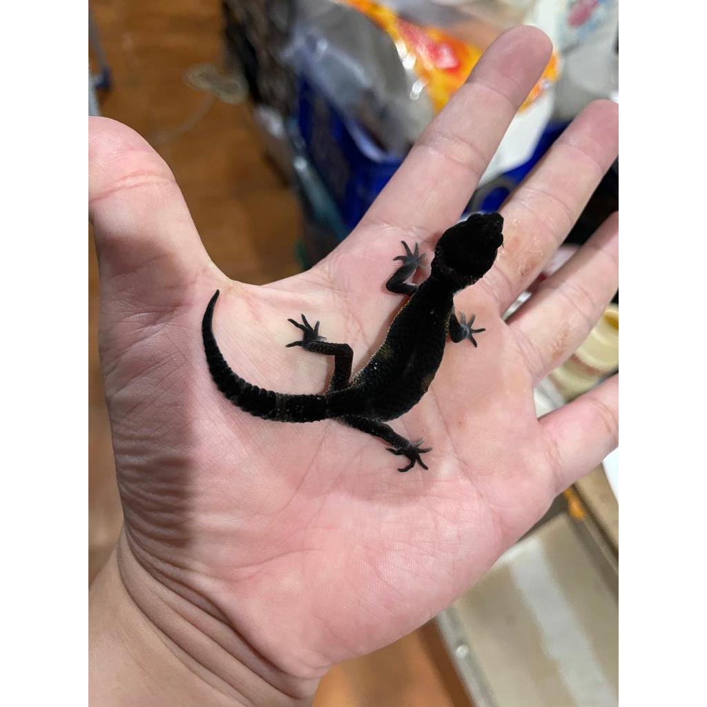 GECKO BLACKNIGHT BABY JUVE