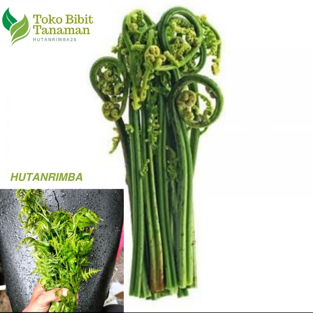 

PAKIS PAKU SAYUR SEGAR BARU PETIK SATU IKAT