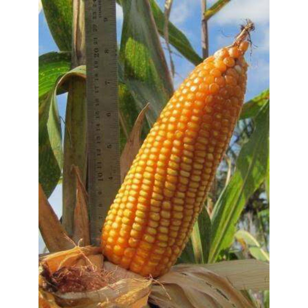 BIBIT JAGUNG HIBRIBA SUMO BISI PERKASA 1 KG