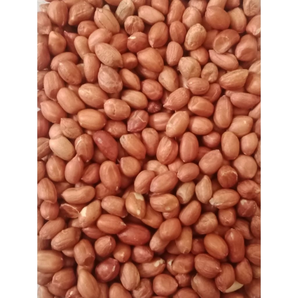 

Kacang Tanah Lokal bersih