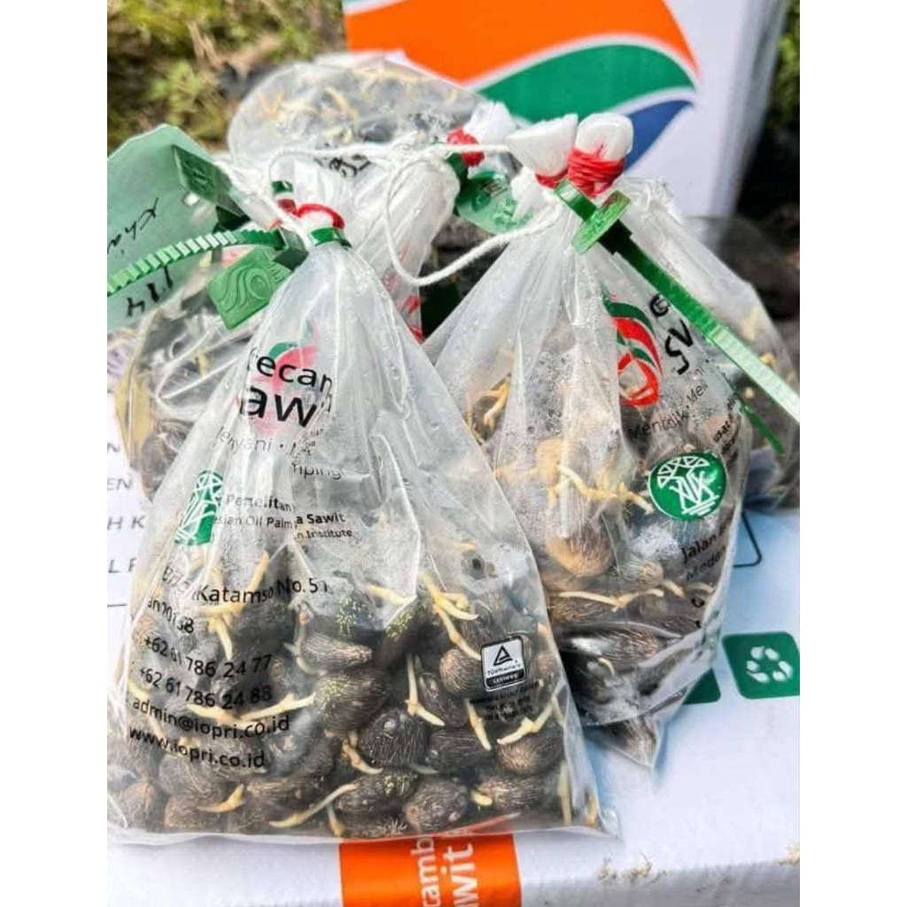 Benih Sawit Unggul PPKS DXP 540 asli