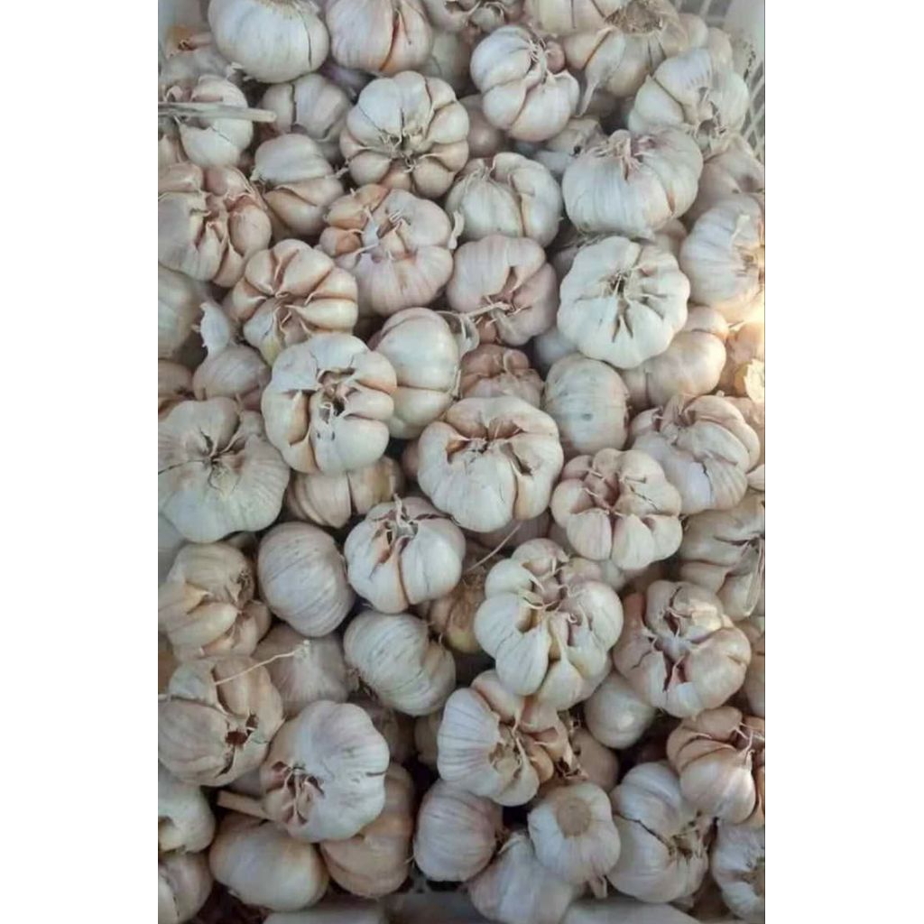 

Bawang putih SINCO/HONAN