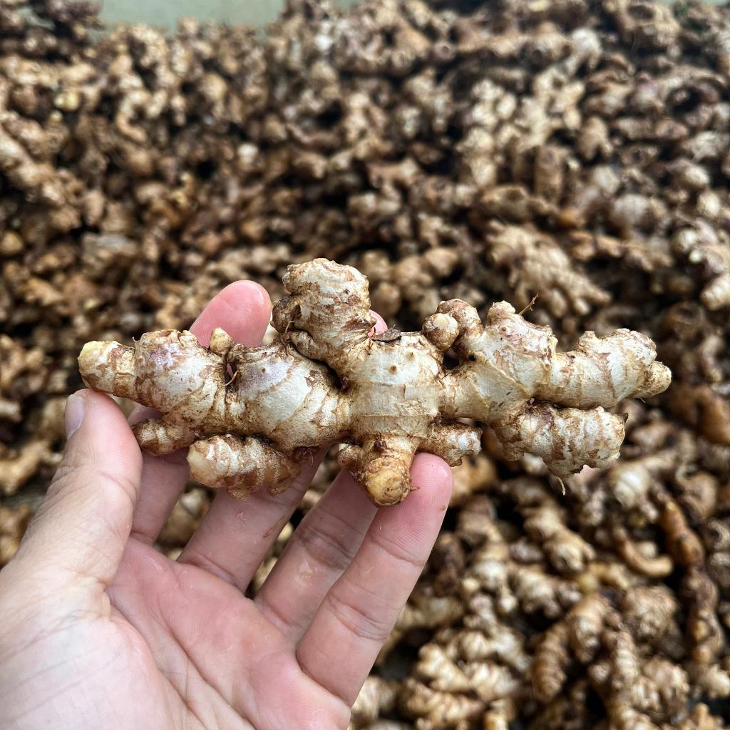 

Jahe Emprit Segar – Pedas Cocok untuk Ramuan & Masakan