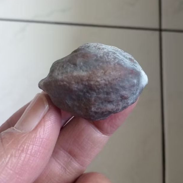 Kemiri Adu Muncang Adu Jawa Arin Ori Tua Jatuhan