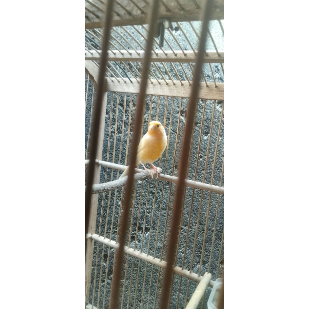 Burung kenari loper jantan gacoran body big panjang rawatan sendiri full set