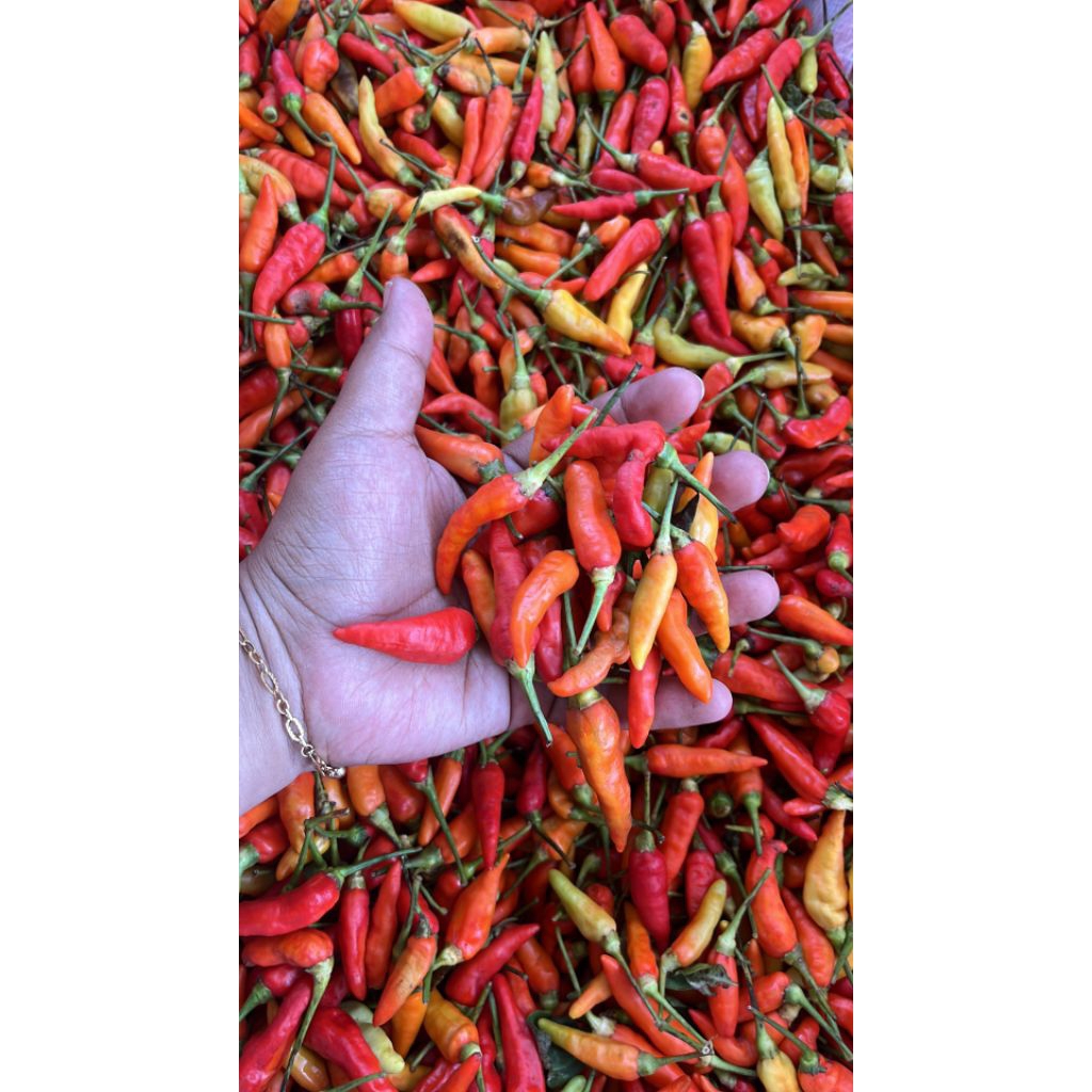 

CABAI MERAH KECIL / CABAI RAWIT 24.300 /KG