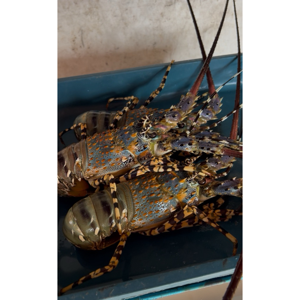 Baby Lobster HIDUP 1KG . Ukuran 6-8 ekor/kg