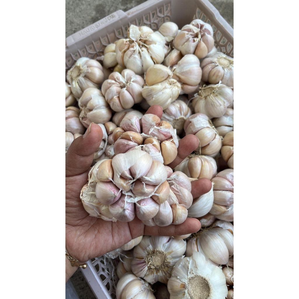 

BAWANG PUTIH | BAWANG 24600/KG