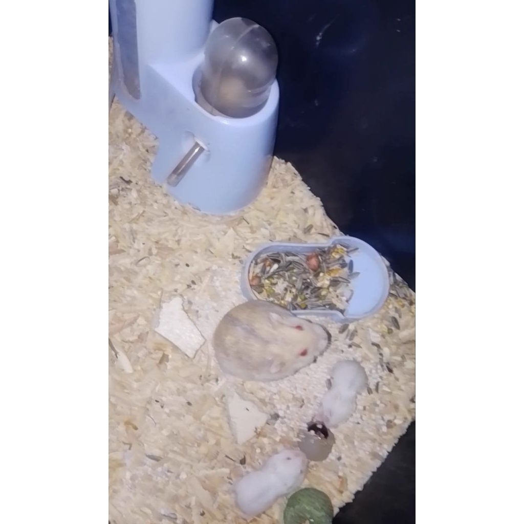 hamster winter white putih atau pearl