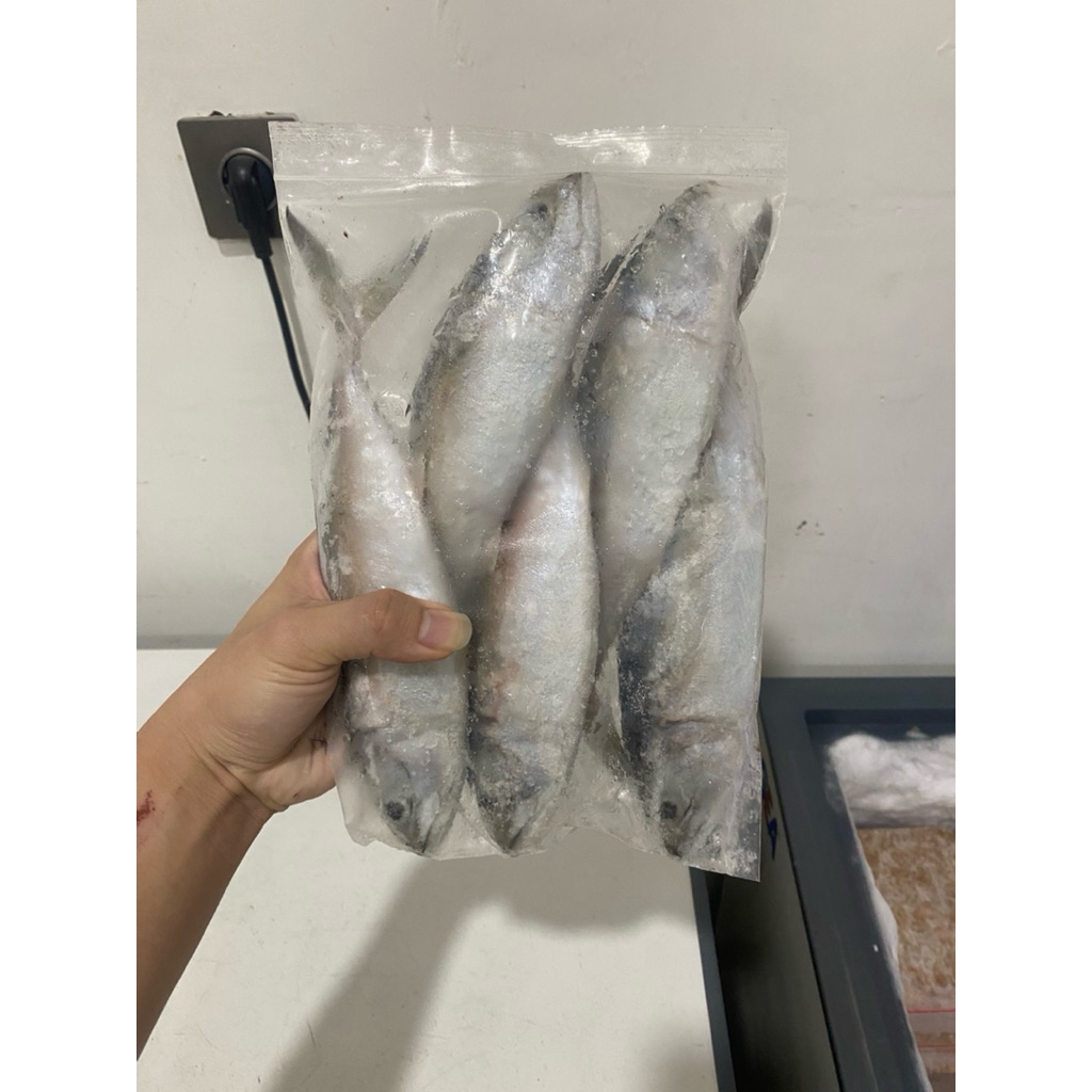 

Ikan Gembung Kuring/ Ikan Kembung Frozen Kuring 1kg