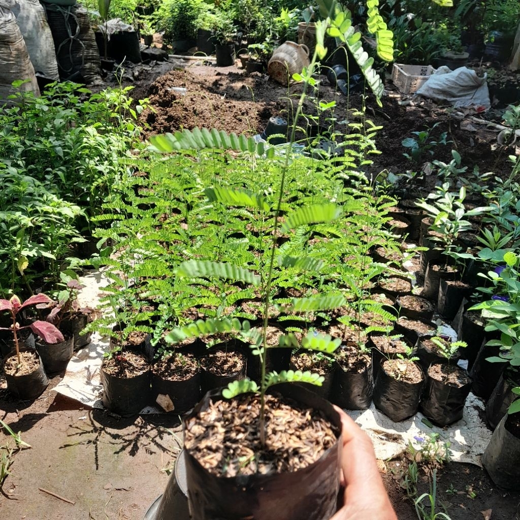 Bibit Saga Rambat Bibit Daun Saga Obat Batuk & Sariawan Panas Dalam Paling Ampuh Dan Berkualitas