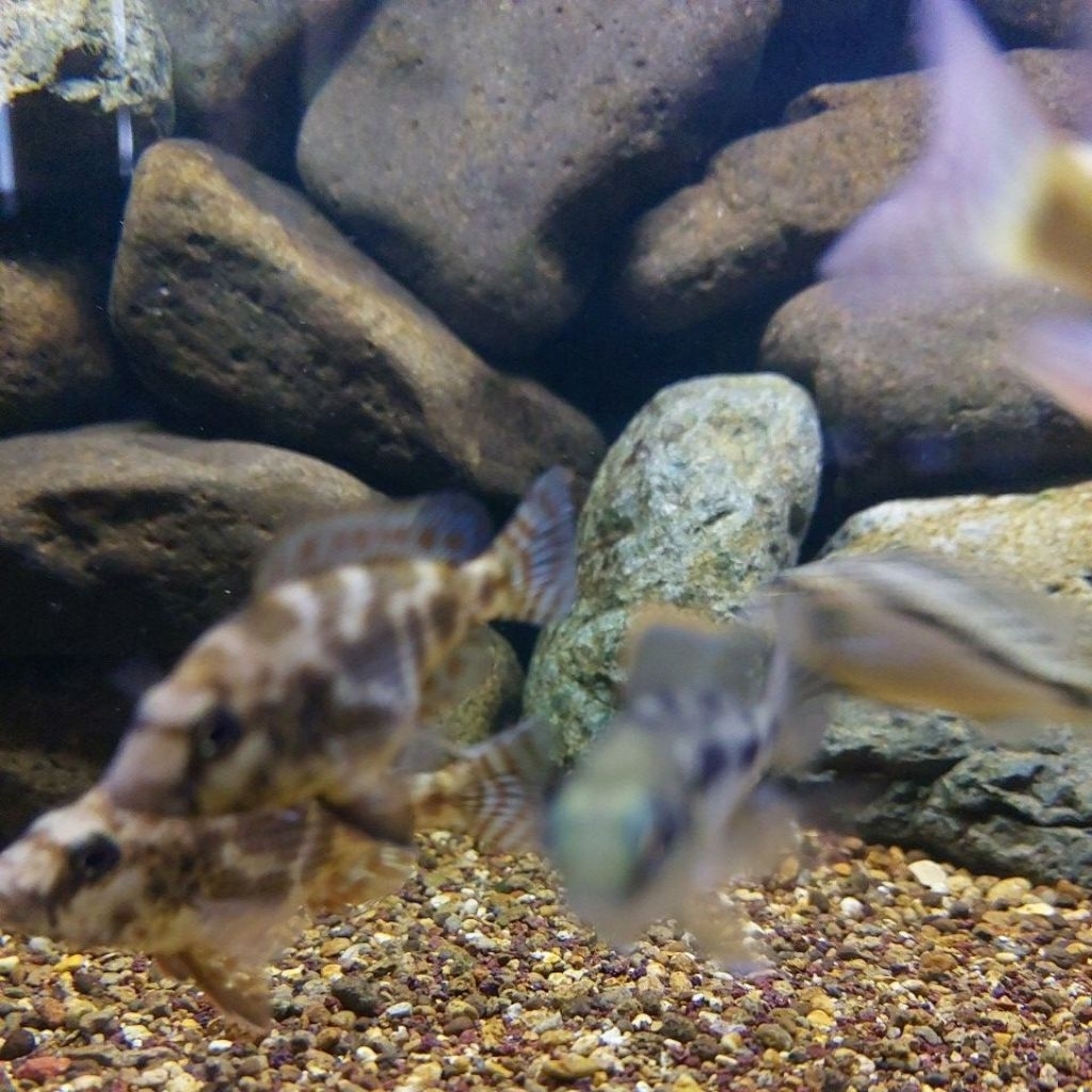 cichlid malawi afrika