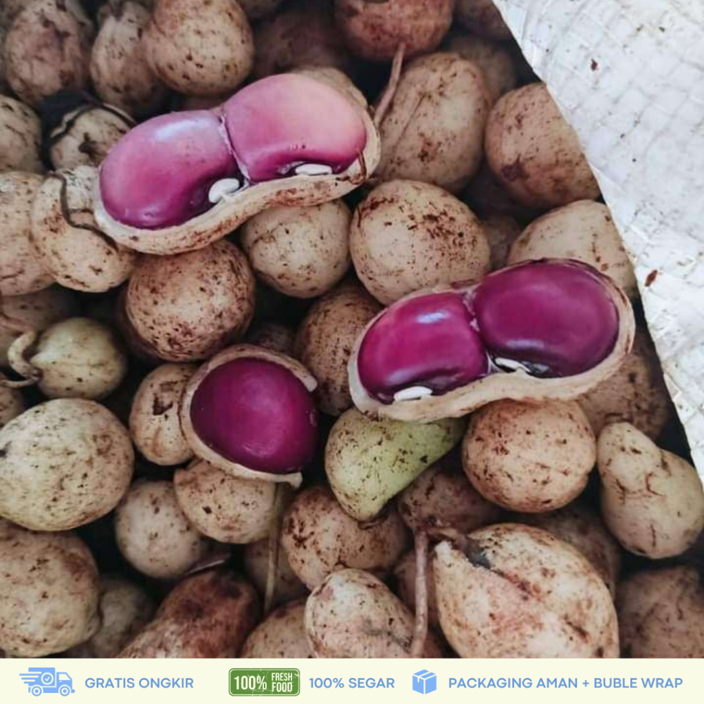 

Kacang Bogor Fresh 500gr/1Kg | Kacang Bogor Mentah Manis Kualitas Super langsung dari Kebun