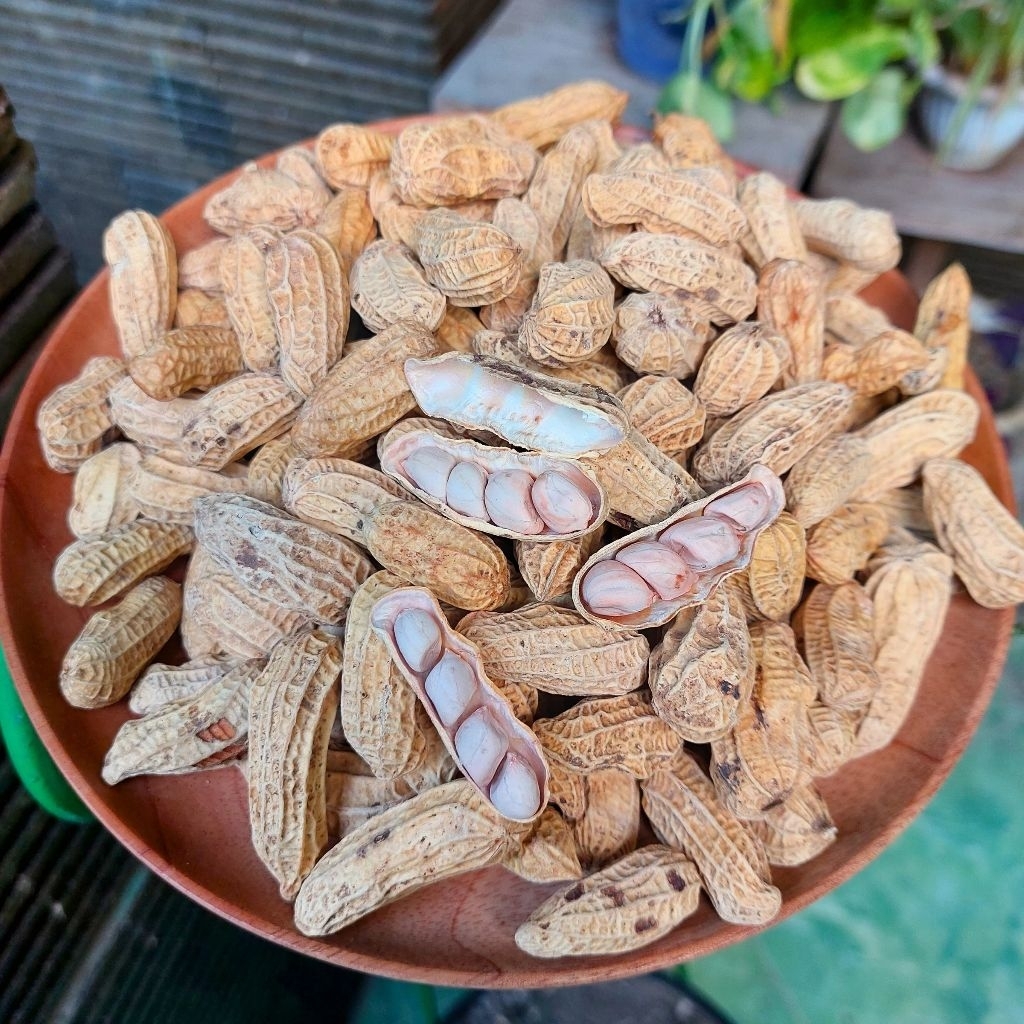 

Kacang Asin Oven - Renyah, Gurih, Tanpa Minyak, Lebih Sehat.