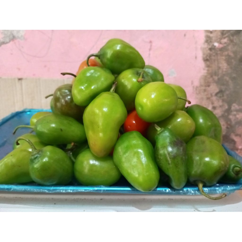 

Cabe Gendot Segar Isi 1kg - paket hemat buah/sayuran cabe gendot segar cikajang garut