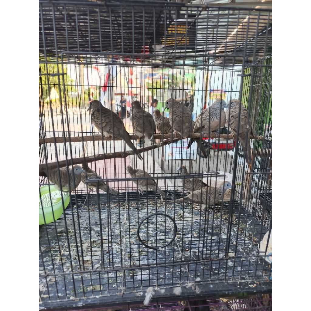 Burung Perkutut Kutut Lokal Anggunan Tua.