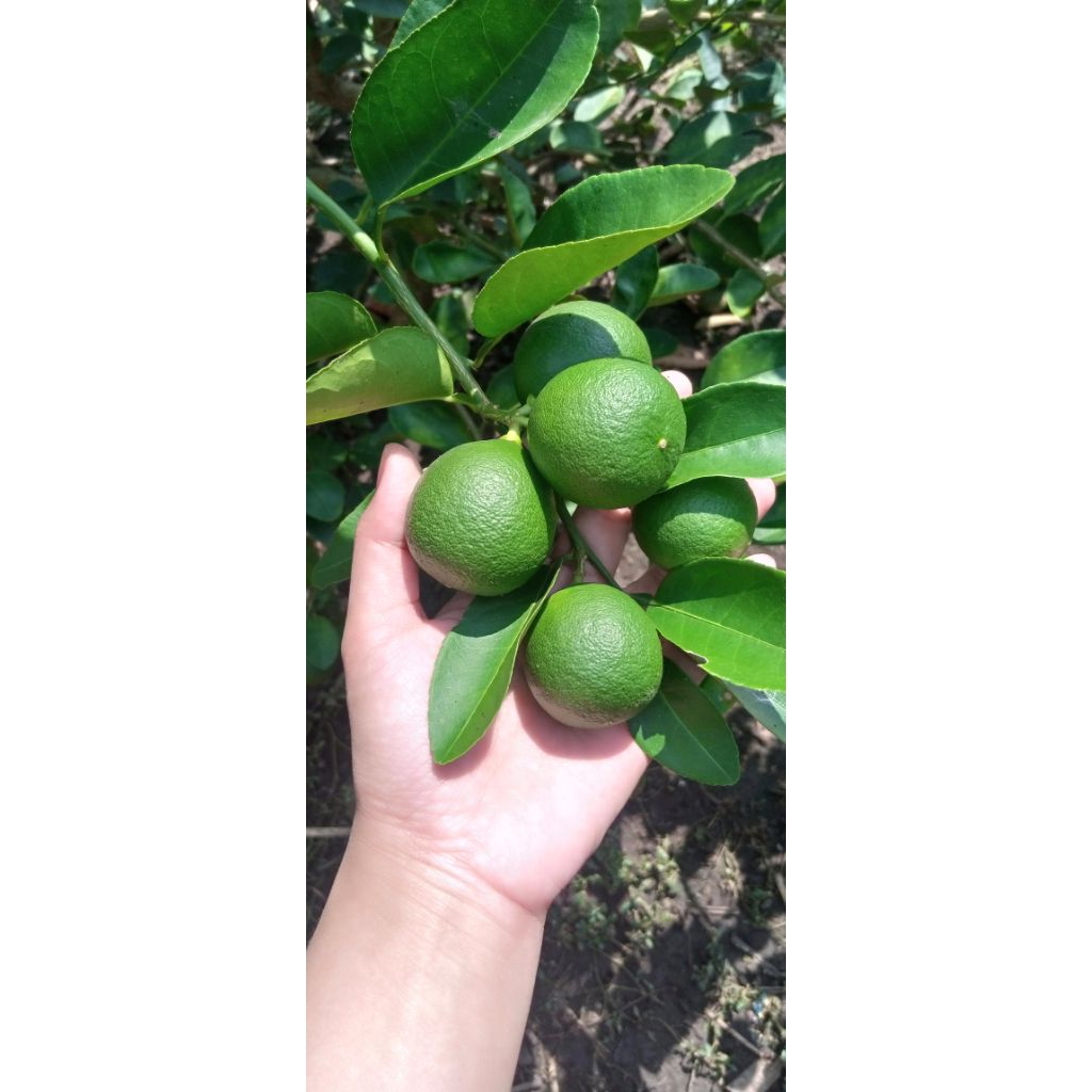 

JERUK NIPIS BLITAR MURAH 1 kg