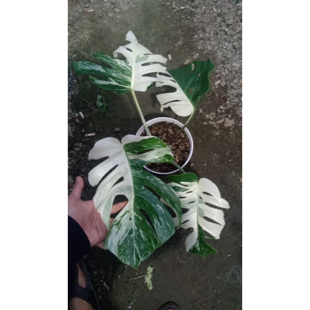 Monstera albo Varigata