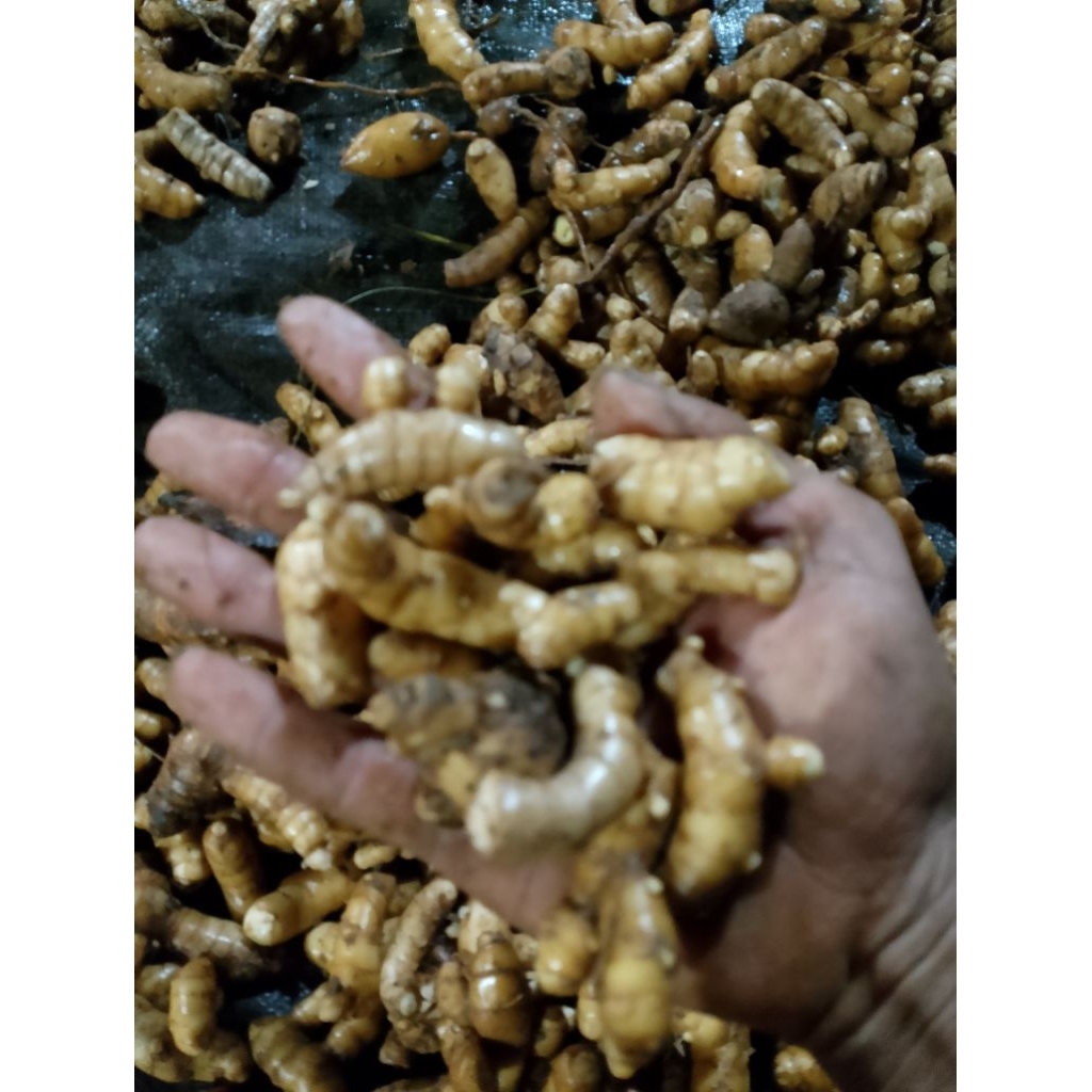 

temu putih_kecil2_kuyit_putih_ukuran_kecil_500gr_1000gr