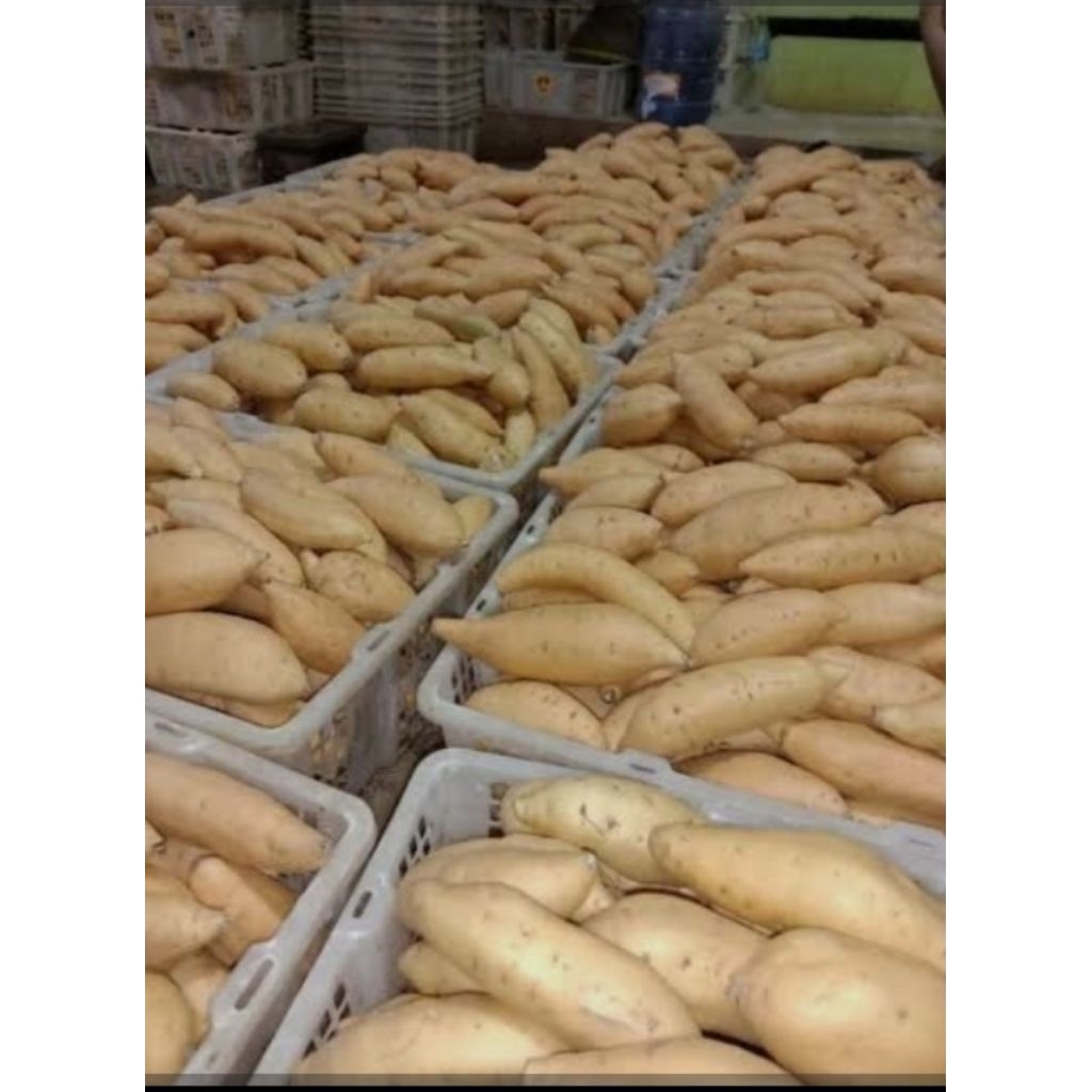 

ubi cilembu / ubi madu cilembu mentah / ubi cilembu segar 1kg